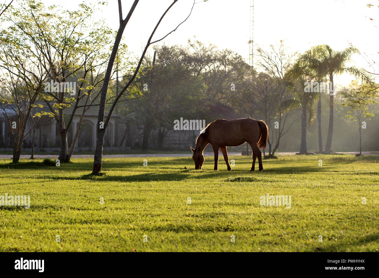 Cheval dans l'herbe, pris à partir de C. Carlos Pellegrini (Argentine). Banque D'Images