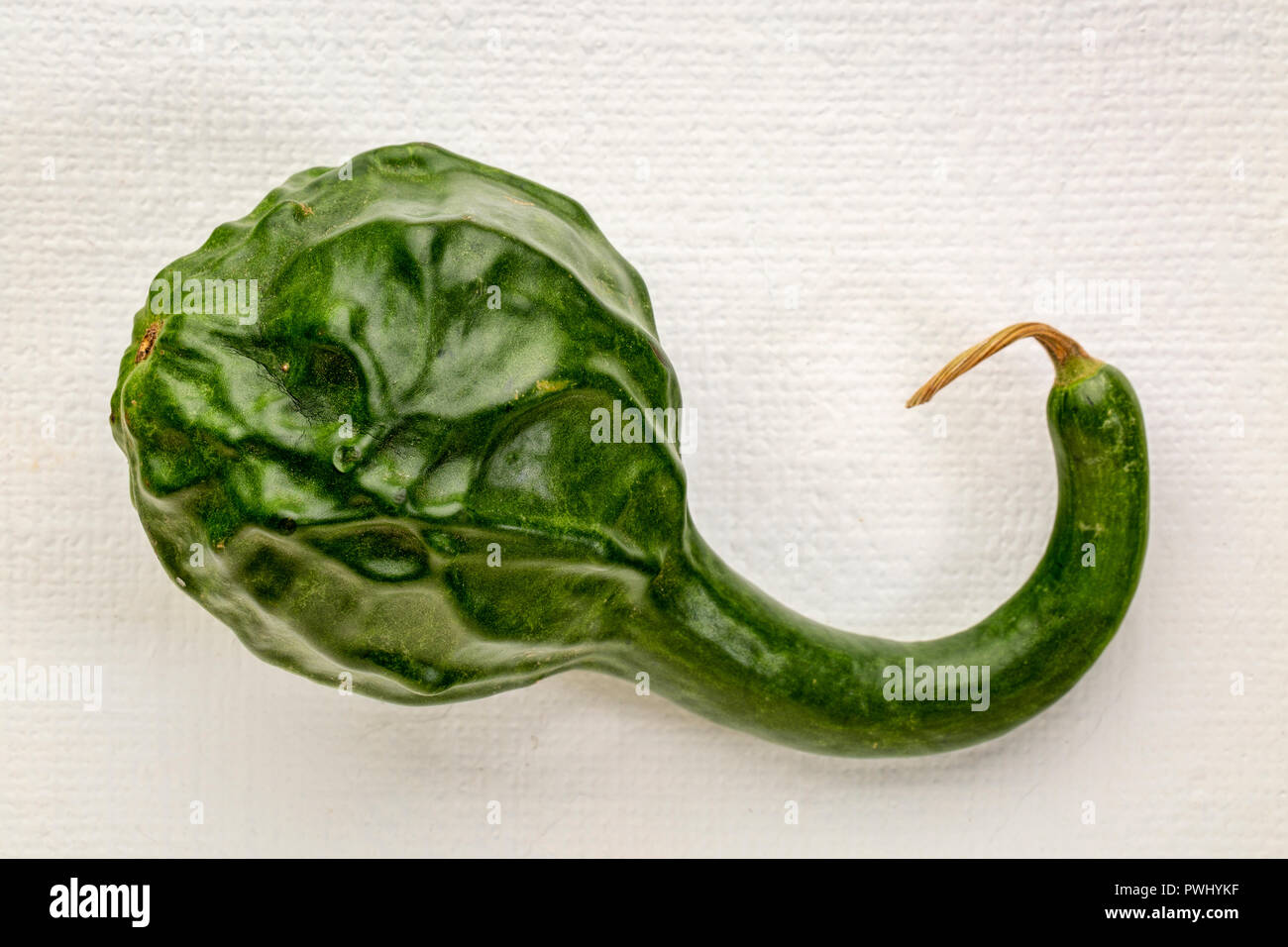 Dinosaure vert blanc squash sur toile - art décoration vacances d'automne Banque D'Images