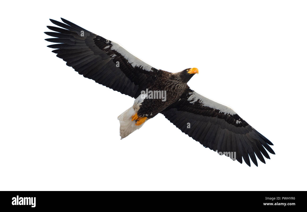 L'aigle de mer de Steller en vol. L'aigle de mer de Steller adultes . Nom scientifique : Haliaeetus pelagicus. Isolé sur fond blanc. Banque D'Images