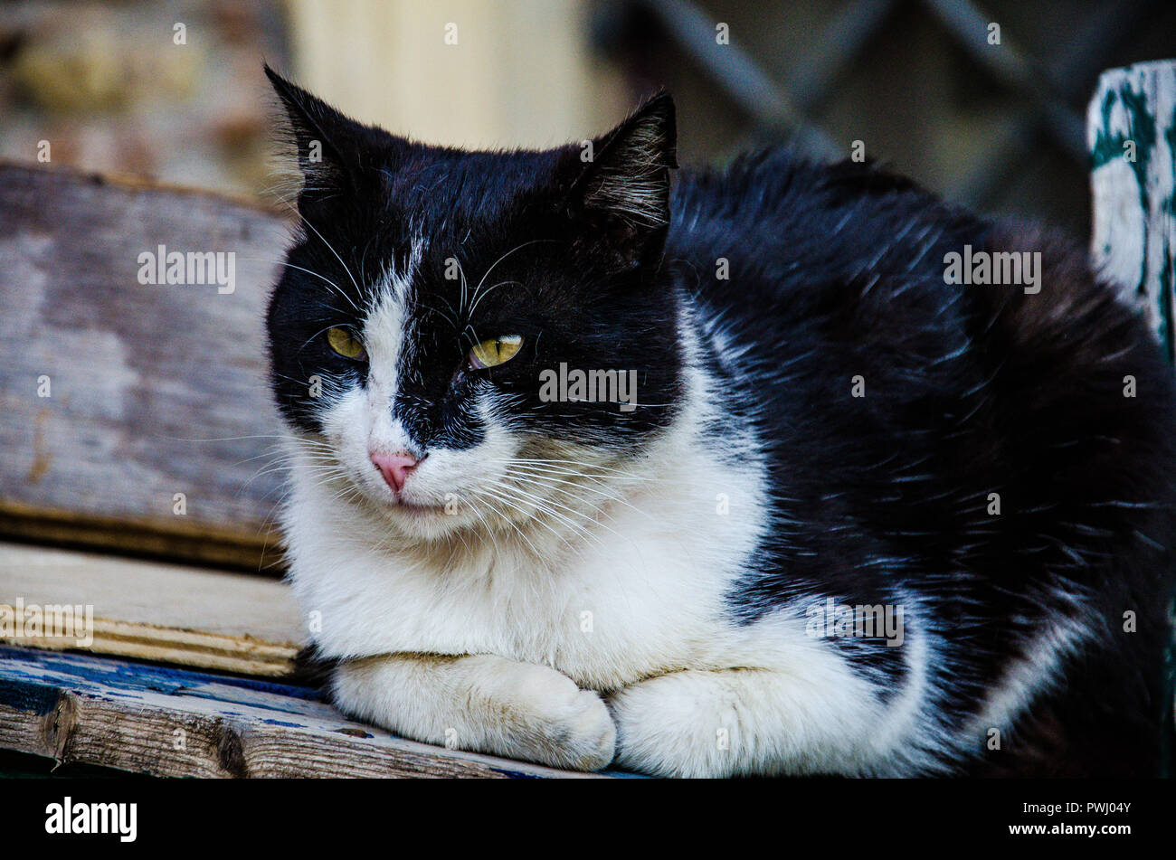 Chat mignon qui pose pour la Photo en gros Banque D'Images