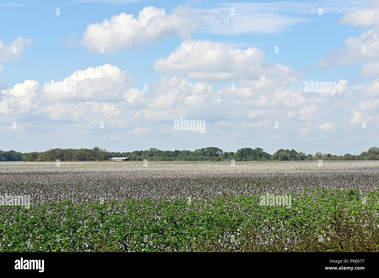 Grand champ de coton dans une ferme de l'Alabama, de la Géorgie ou prêts pour la récolte du Mississippi, aux Etats-Unis. Banque D'Images