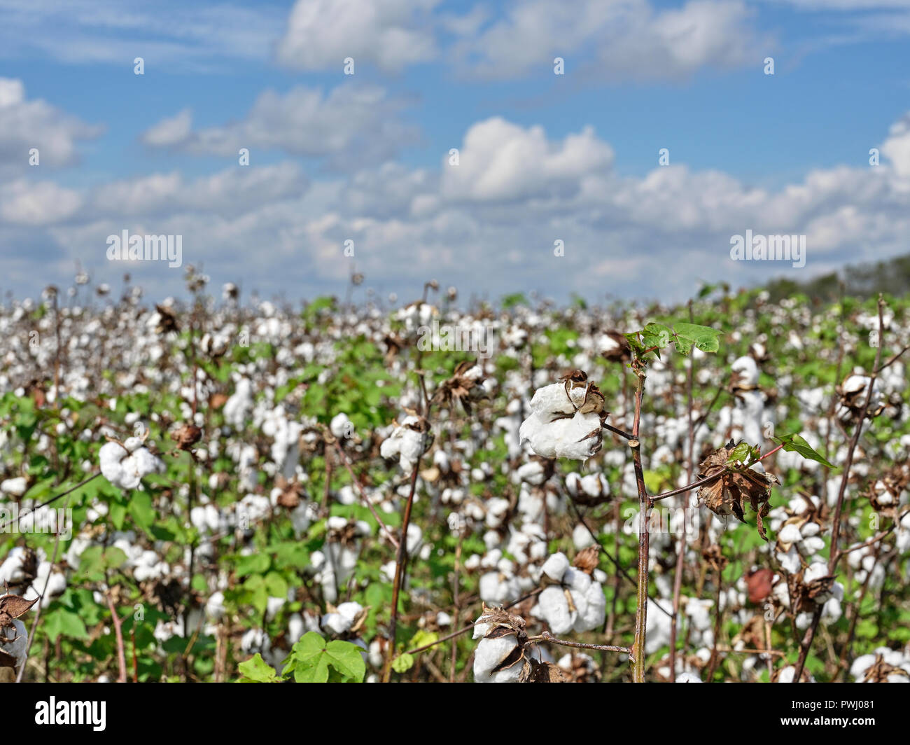 Grand champ de coton dans une ferme de l'Alabama, de la Géorgie ou prêts pour la récolte du Mississippi, aux Etats-Unis. Banque D'Images