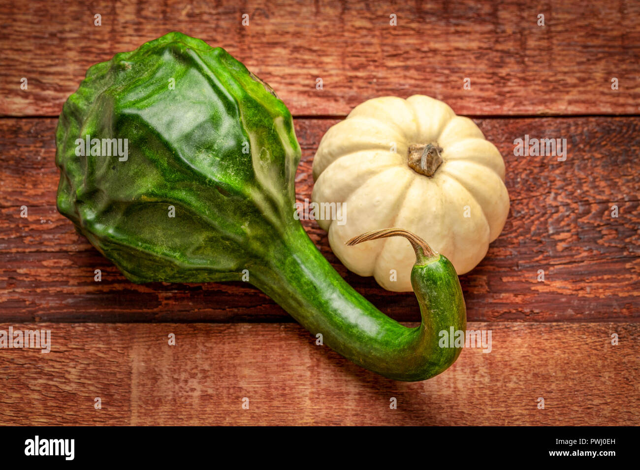 Dinosaure vert et blanc squash gourd contre bois grange rustique - décoration vacances d'automne Banque D'Images