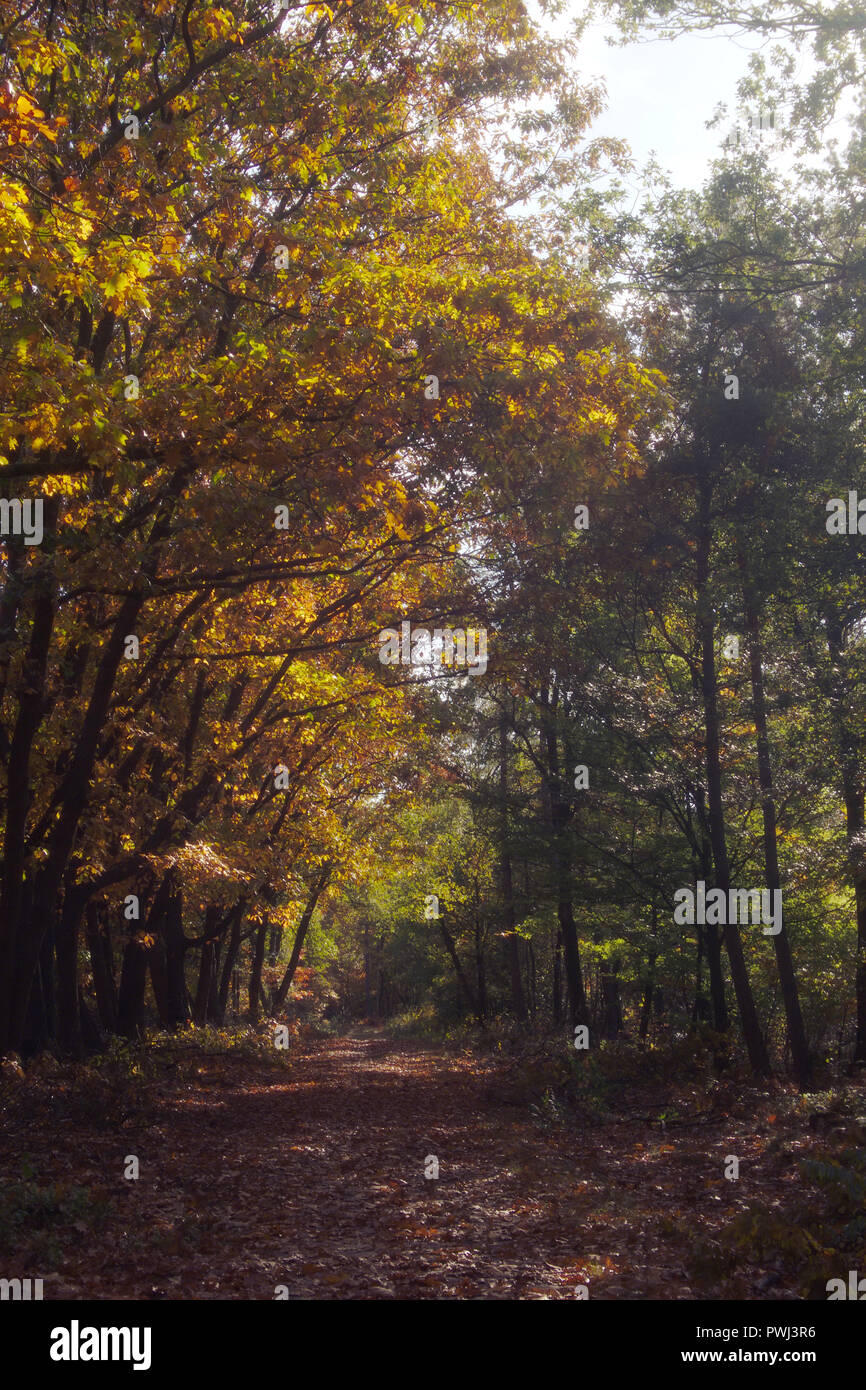 Couleurs d'automne au ème forêt sur une calme journée ensoleillée en automne dans les Pays-Bas. Banque D'Images