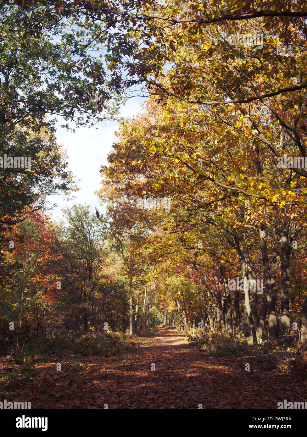 Couleurs d'automne au ème forêt sur une calme journée ensoleillée en automne dans les Pays-Bas. Banque D'Images