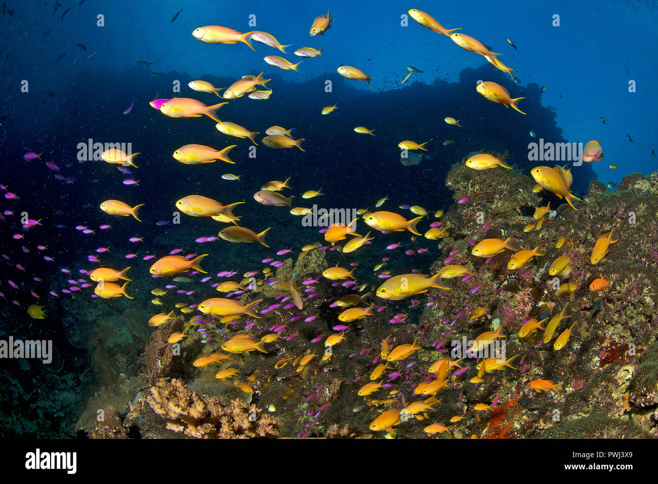 Jewel fairy basslet, lyretail anthias (Pseudanthias squamipinnis), l'île de Panglao, Bohol, Philippines Banque D'Images