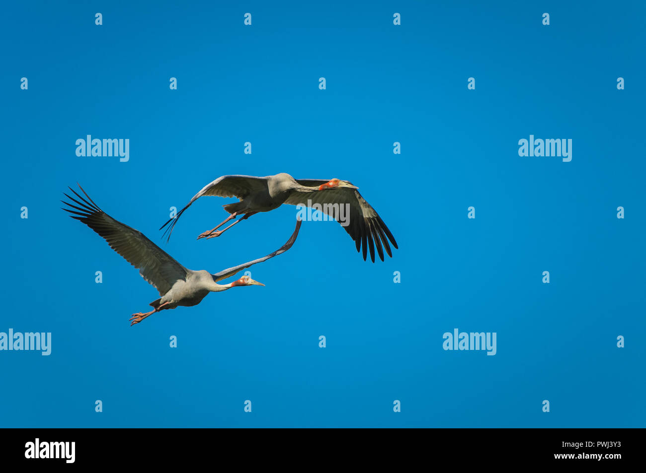 Une paire de Grues Sarus glisse vers le bas à l'aire d'alimentation des zones humides il matin à Cape York, Queensland. Banque D'Images