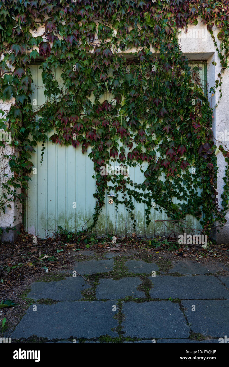 Vieille porte du garage couvert de plantes. Banque D'Images