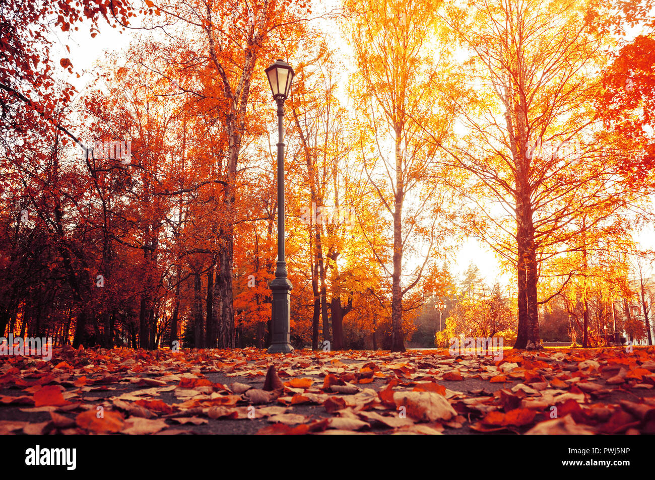 L'automne paysage de ville. Les arbres d'automne à sunny autumn park éclairé par le soleil et feuilles d'érable tombé sur l'avant-plan. Scène du parc de la ville d'automne Banque D'Images