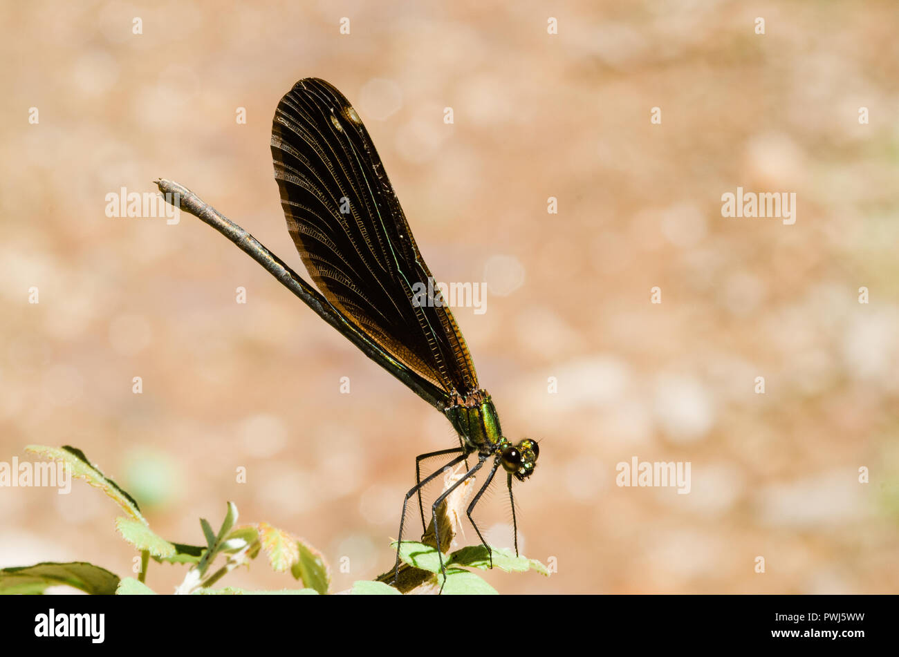 Photographie libellule, noir jaune vert bleu et rouge libellule, Close up fond clair et plantes bokeh Banque D'Images