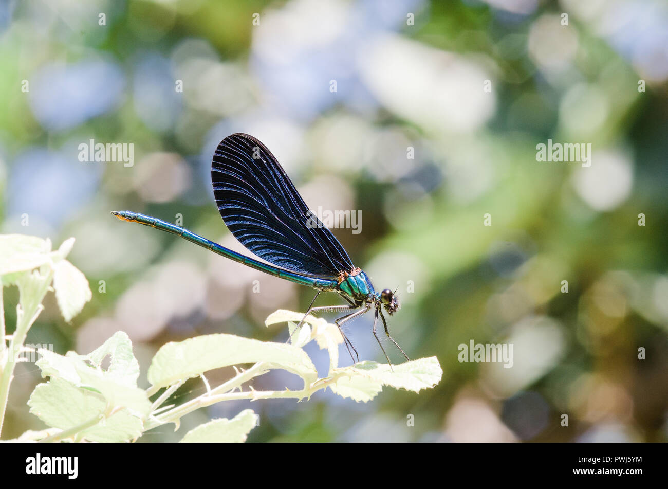 Photographie libellule, noir jaune vert bleu et rouge libellule, Close up fond clair et plantes bokeh Banque D'Images