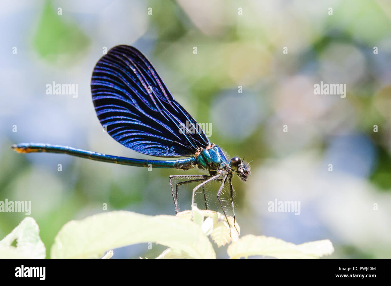 Photographie libellule, noir jaune vert bleu et rouge libellule, Close up fond clair et plantes bokeh Banque D'Images