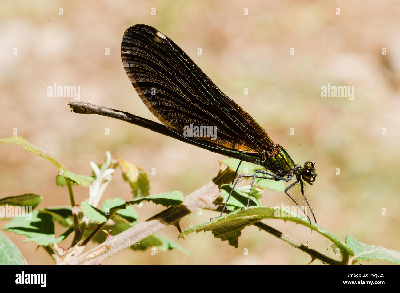 Photographie libellule, noir jaune vert bleu et rouge libellule, Close up fond clair et plantes bokeh Banque D'Images