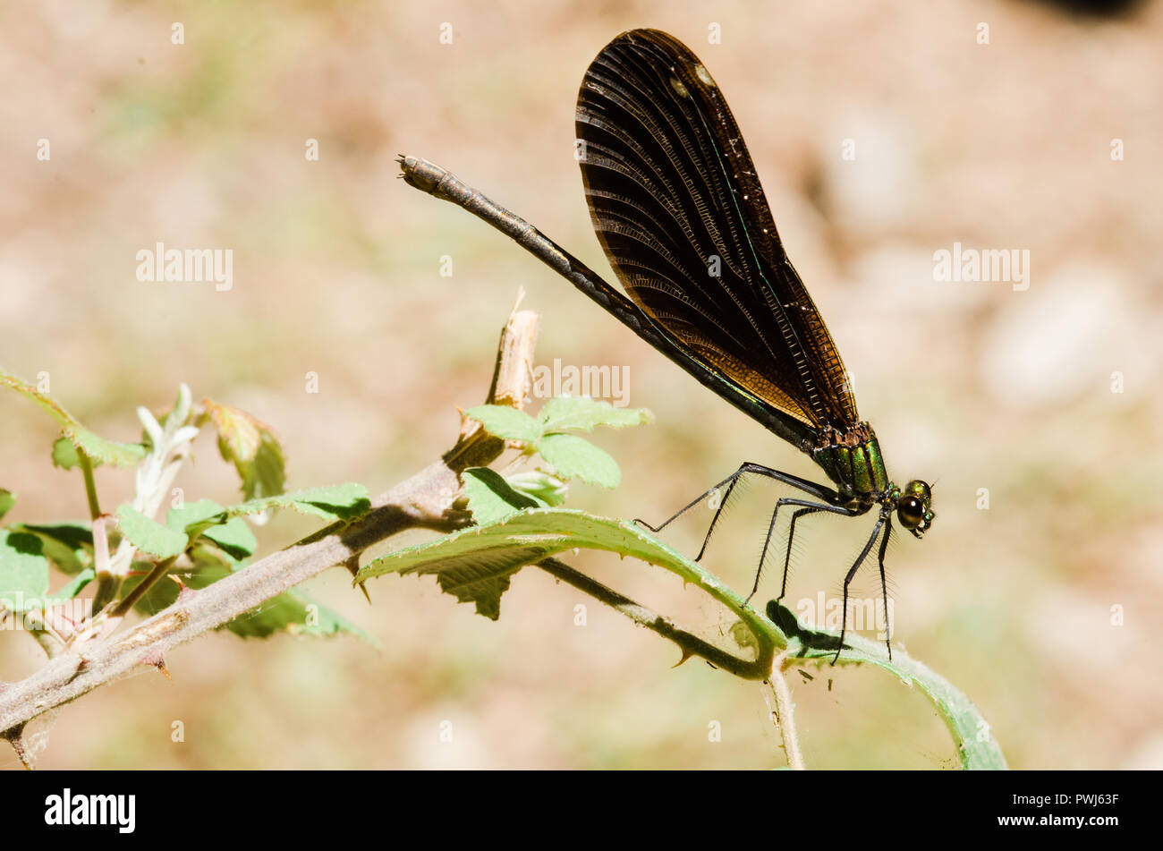 Photographie libellule, noir jaune vert bleu et rouge libellule, Close up fond clair et plantes bokeh Banque D'Images