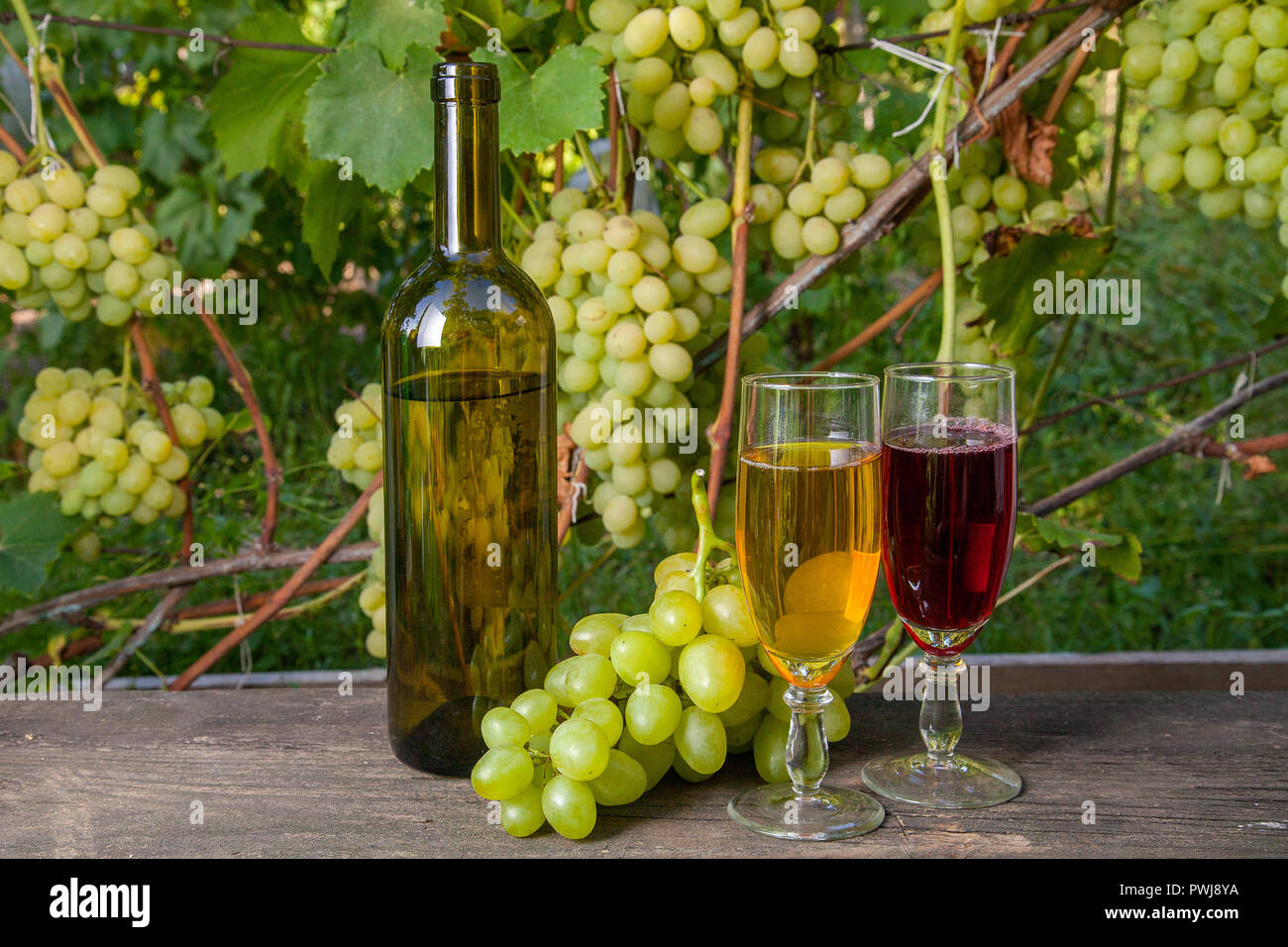 Deux verres de vin rouge et blanc avec des raisins bouquets, bouteille de vin sur fond de bois vintage sur le vignoble historique. Bouquets de vert et Banque D'Images