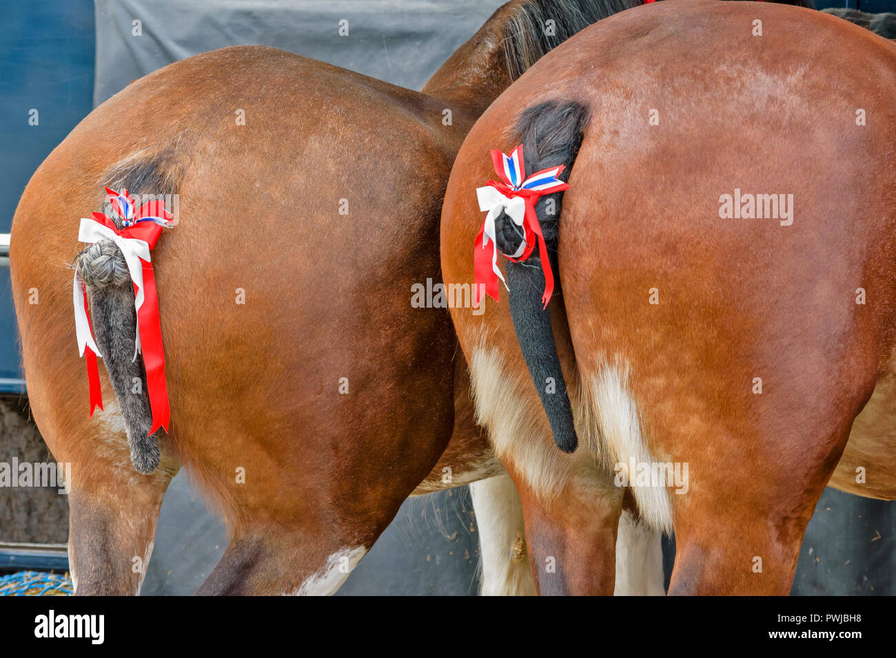 TURRIFF montrent l'ABERDEENSHIRE ECOSSE CHEVAUX CLYDESDALE AVEC RUBANS DANS LEURS QUEUES Banque D'Images