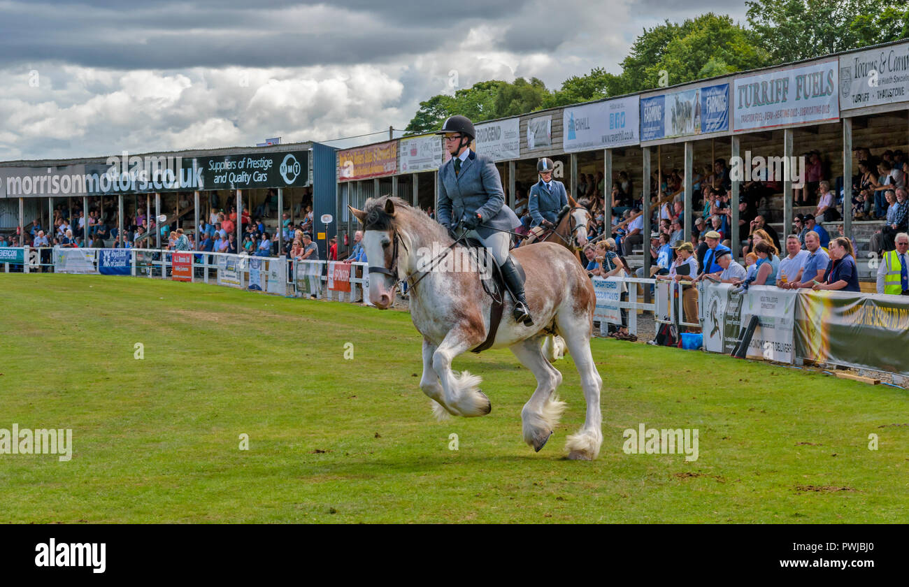 TURRIFF montrent l'ABERDEENSHIRE ECOSSE UN CLYDESDALE Cheval au Galop ET LES SPECTATEURS DANS LES TRIBUNES Banque D'Images