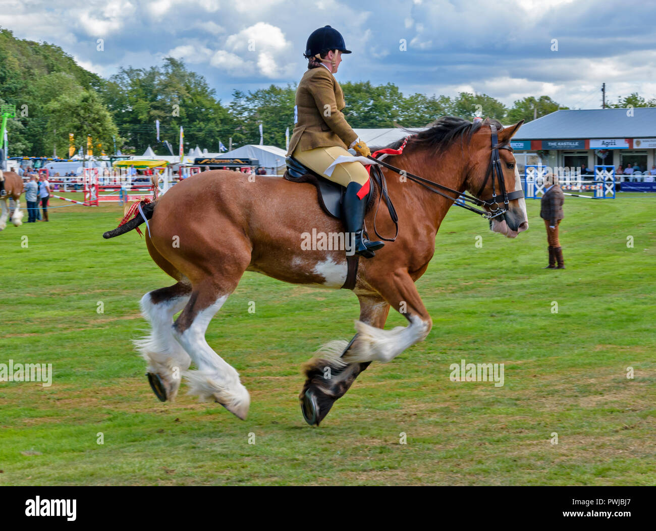 TURRIFF montrent l'ABERDEENSHIRE ECOSSE UN CLYDESDALE Cheval au galop Banque D'Images