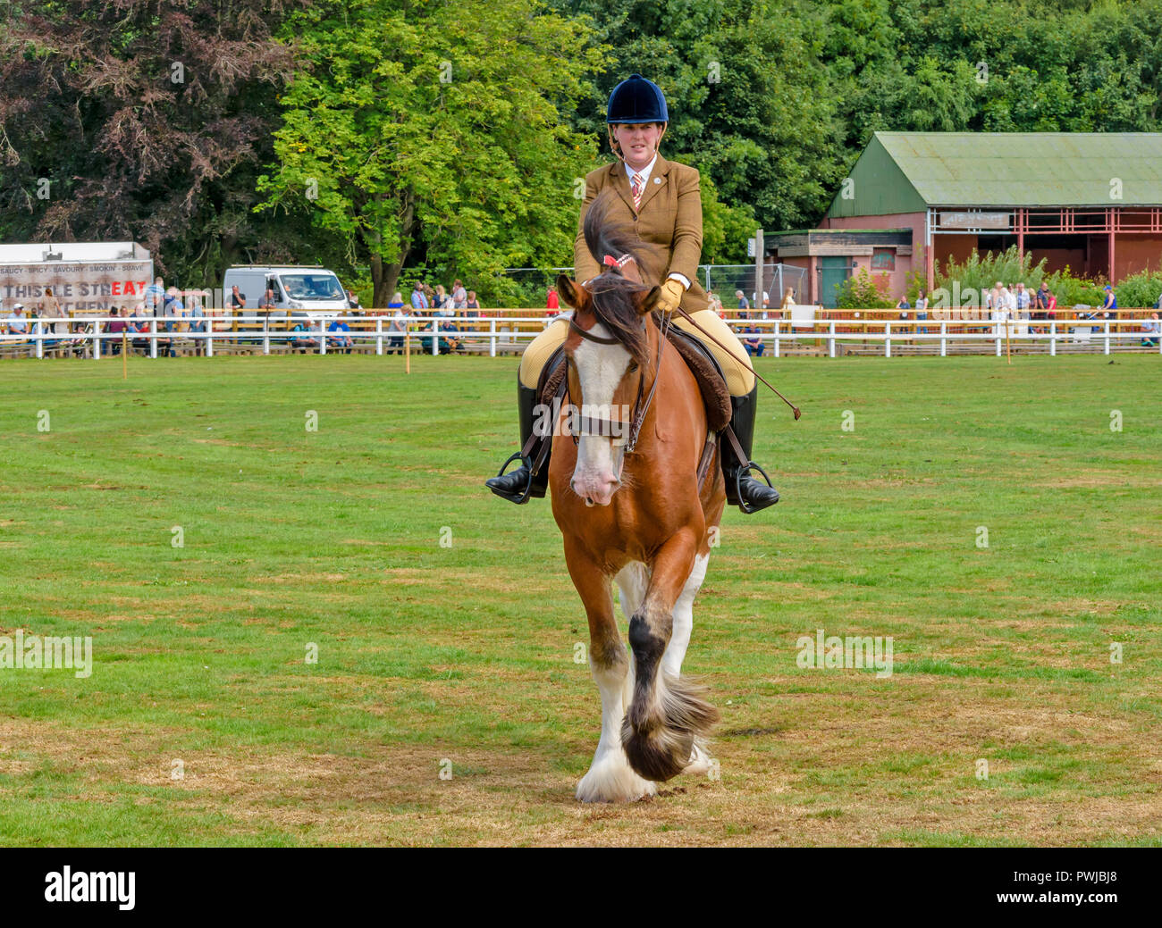 TURRIFF montrent l'ABERDEENSHIRE ECOSSE UN CLYDESDALE CHEVAL AVEC UN CAVALIER Banque D'Images
