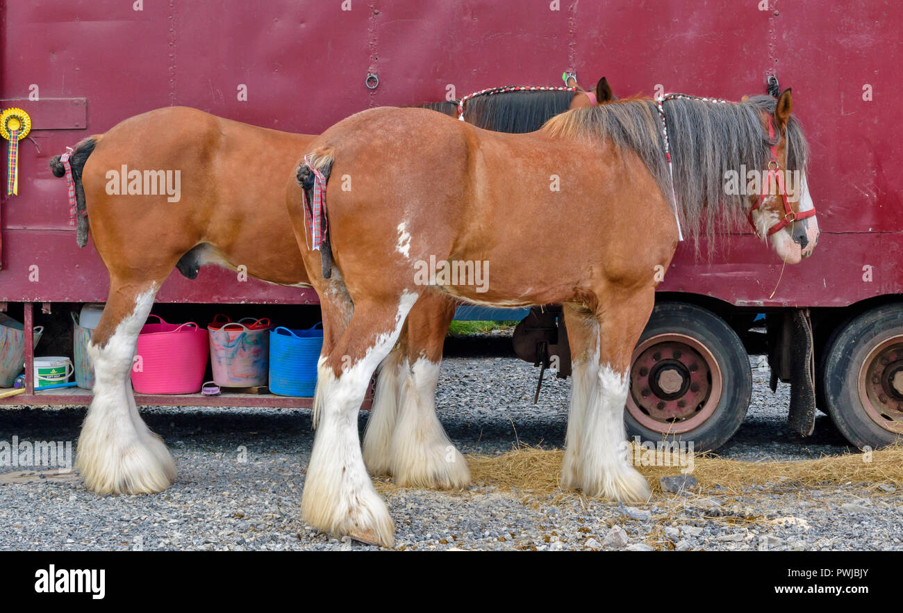 TURRIFF montrent l'ABERDEENSHIRE ECOSSE deux chevaux Clydesdale ET LEUR TRANSPORTEUR Banque D'Images
