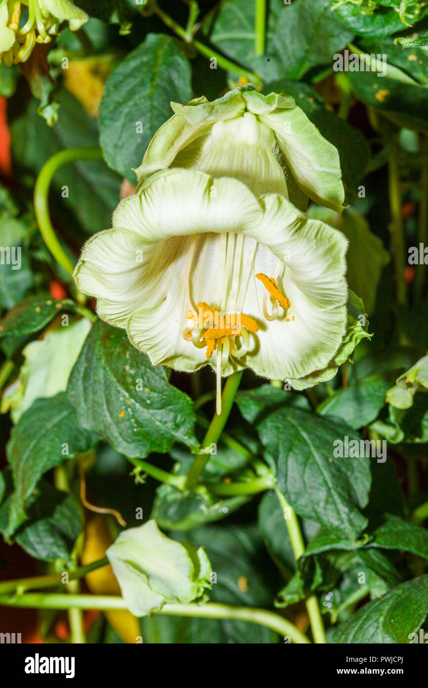 Close up de couleurs, de fleurs sauvages en pleine floraison. Banque D'Images