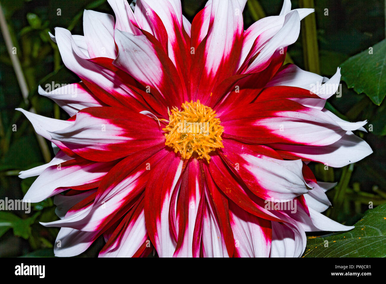 Close up de couleurs, de fleurs sauvages en pleine floraison. Banque D'Images