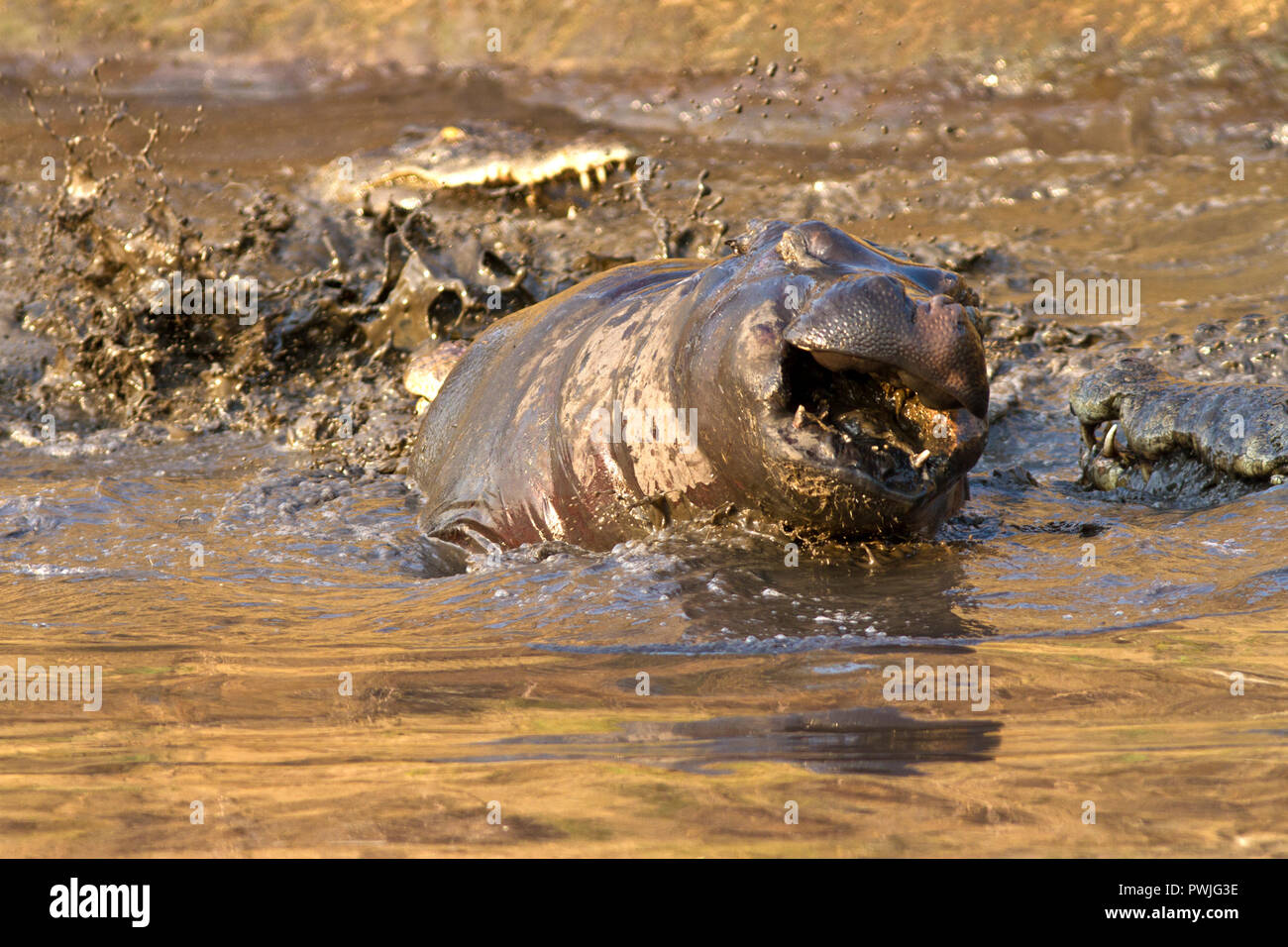 D'énormes crocodiles se nourrissent de la carcasse d'un ballonnement hippo tué par un grand taureau territoriale Banque D'Images