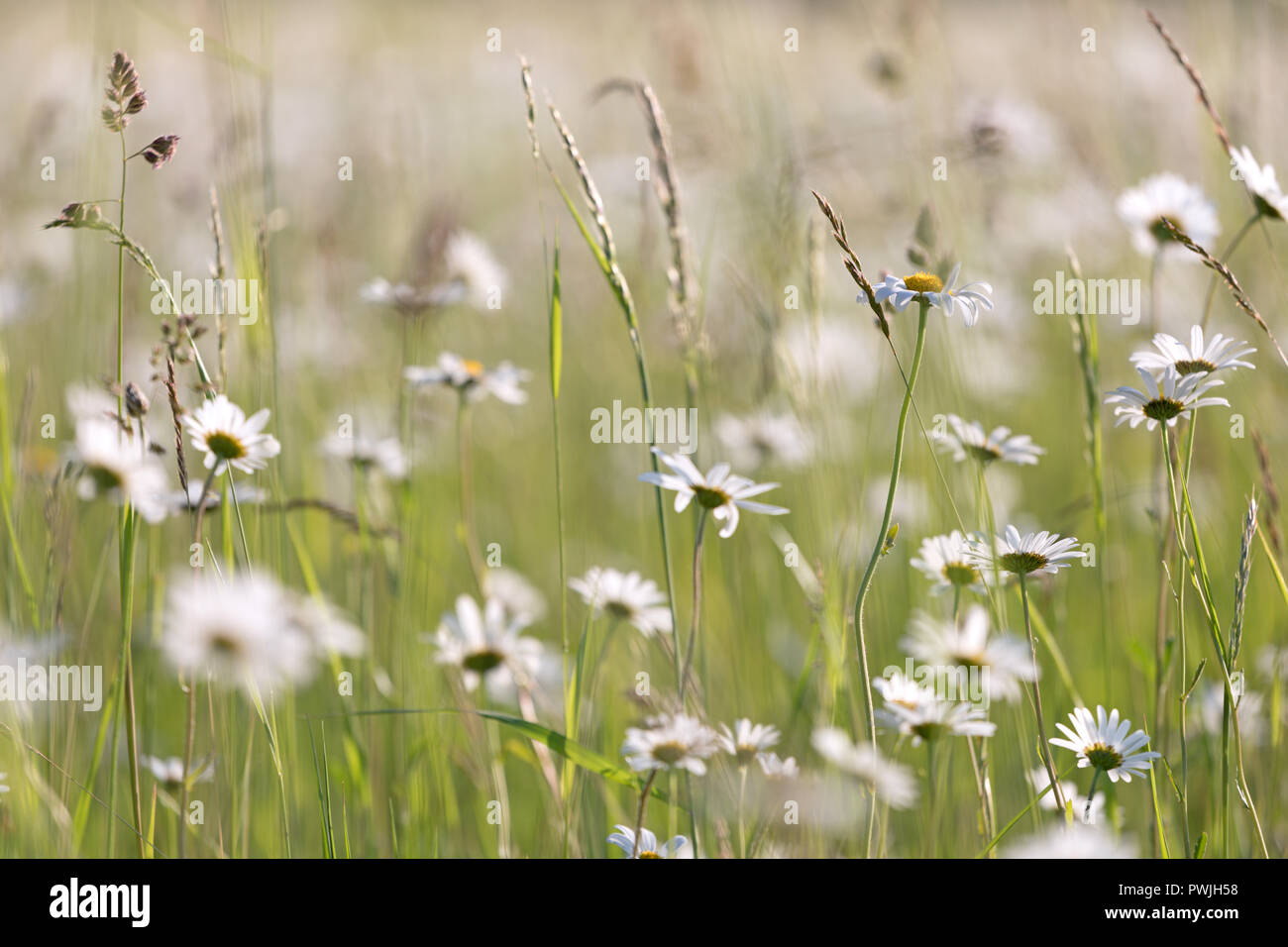 Marguerites sur Oxeye, Gog Magog Stapleford, Cambridge, Royaume-Uni Banque D'Images