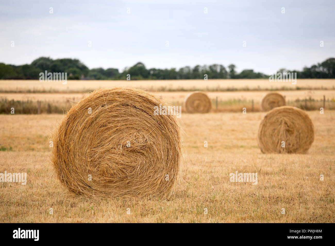 Balles de foin circulaire, Babraham, Cambridgeshire, Angleterre, RU Banque D'Images