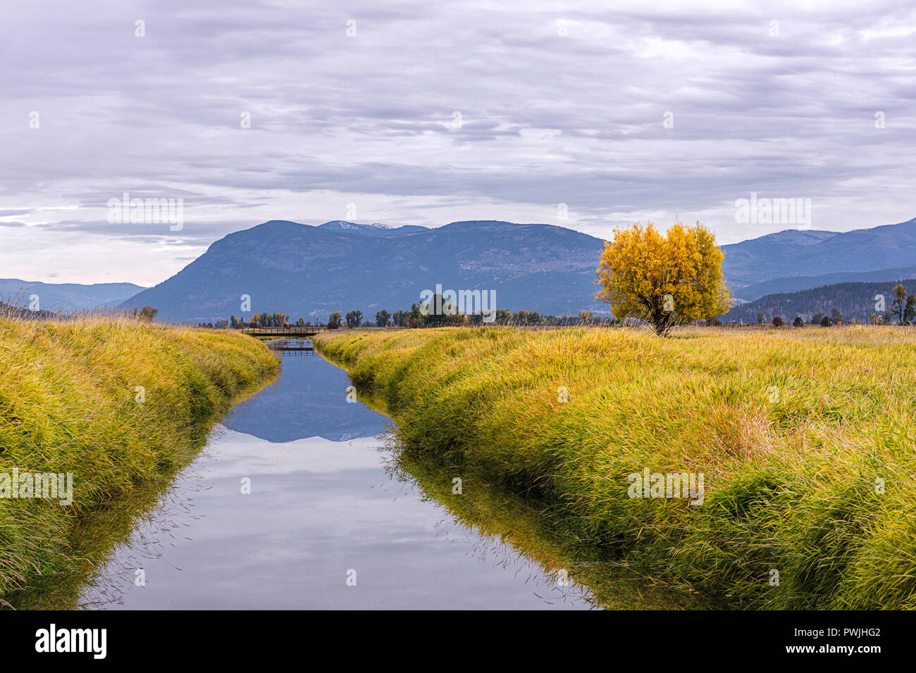 Un petit cours d'eau va au-delà d'un seul arbre en automne à la Kootenai Wildlife Refuge près de Bonners Ferry (Idaho). Banque D'Images