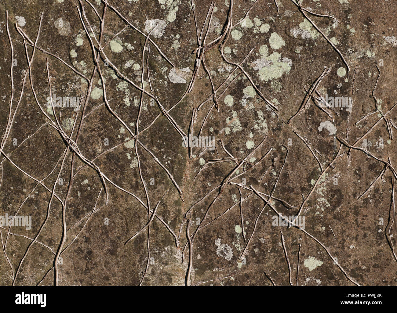 Demeure sans feuille de vieilles vignes qui ont cultivé sur la surface d'une pierre tombale en grès, la création d'un motif quadrillé. Les lichens épars. Contexte Banque D'Images