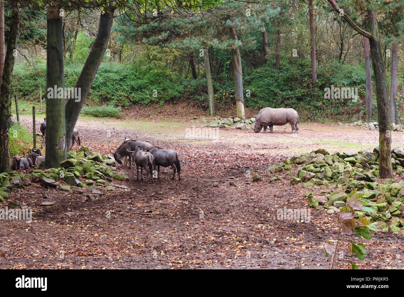 Rhinoceros en quête de nourriture entre un groupe de gnous dans un zoo dans le Netehrlands Banque D'Images