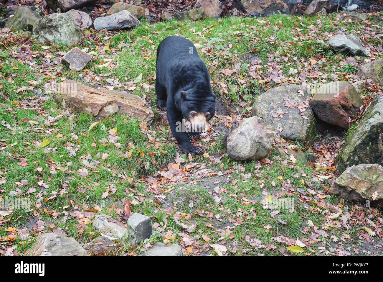 L'ours malais de honeybear également appelé sur la recherche dans son habitat au Zoo Burger aux Pays-Bas Banque D'Images