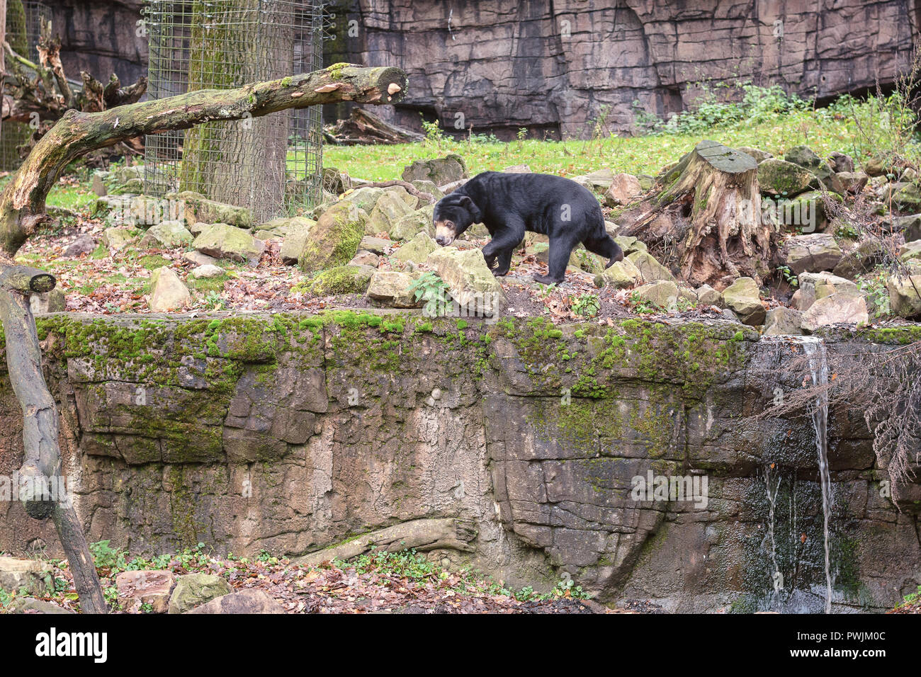 L'ours malais de honeybear également appelé sur la recherche dans son habitat au Zoo Burger aux Pays-Bas Banque D'Images