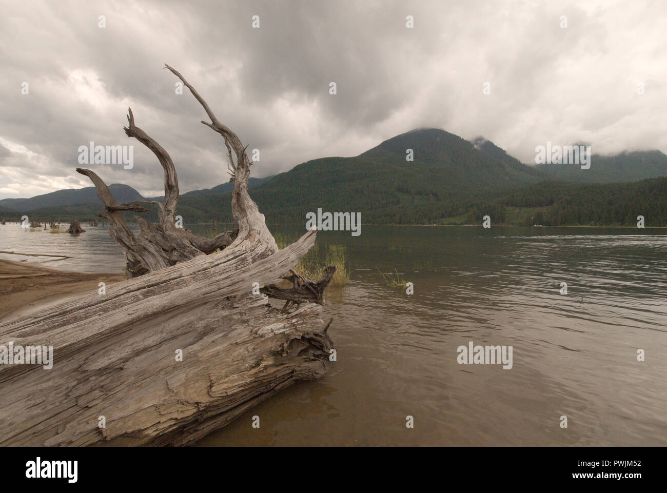 Driftwood sur la plage du lac Stave à Mission, Colombie-Britannique, Canada Banque D'Images