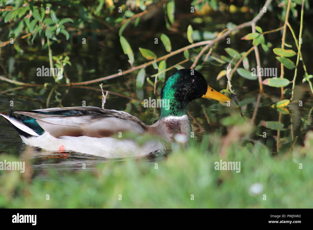 Mallard sur la Tamise Banque D'Images