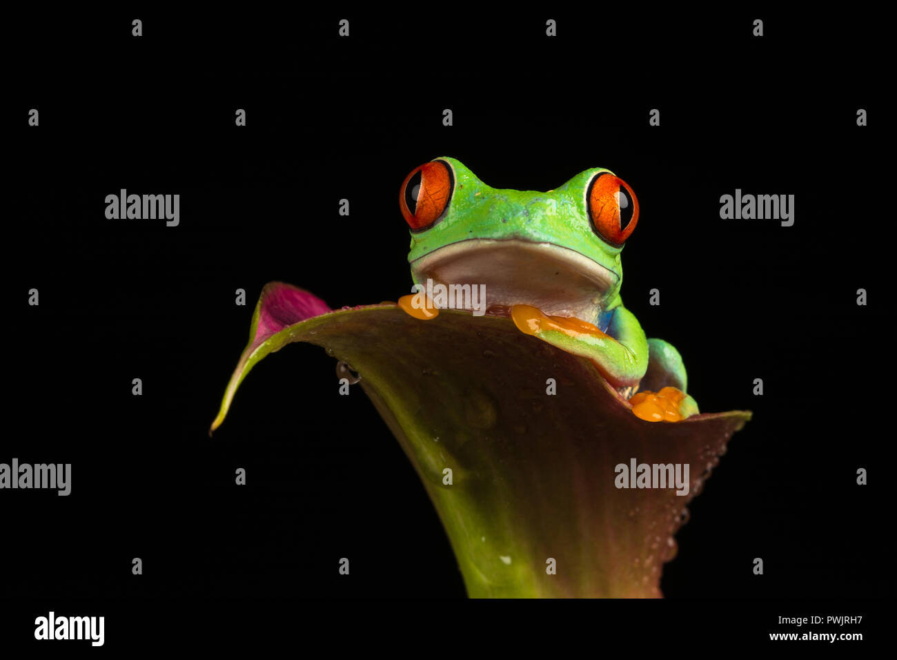 La rainette aux yeux rouges (agalychnis callidryas) Banque D'Images