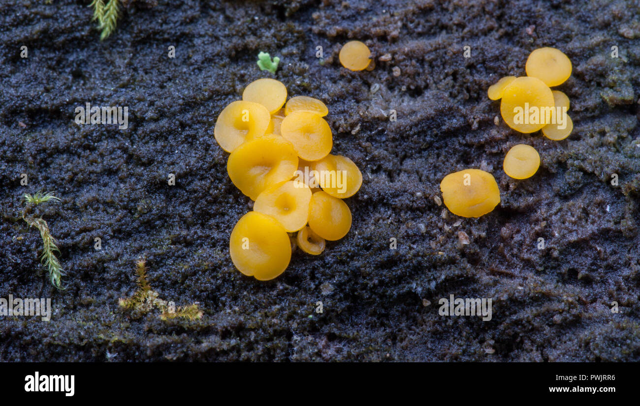 Fée jaune tasse la croissance (Bisporella citrina) Banque D'Images