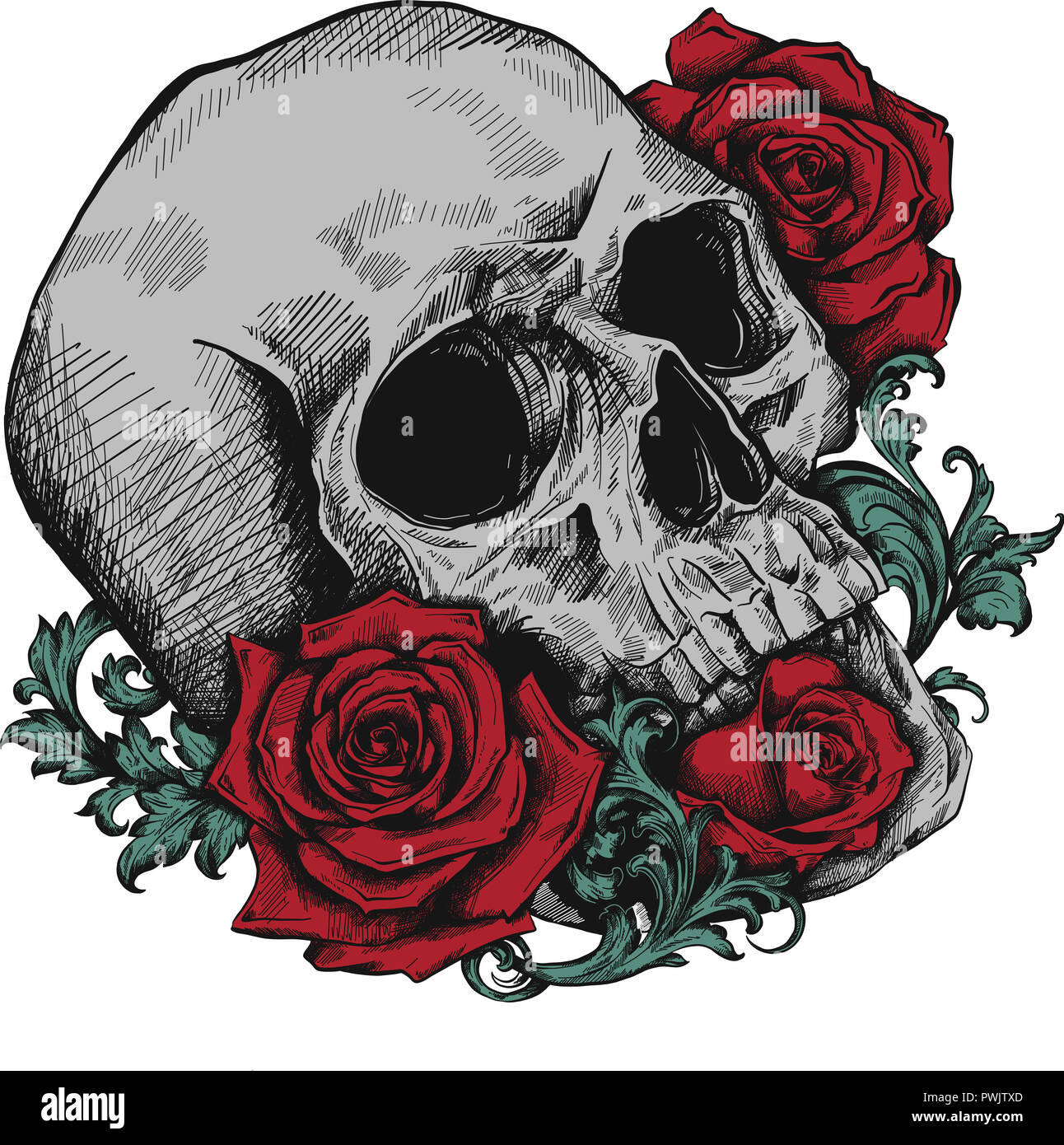 Un crâne humain avec des roses sur fond blanc Banque D'Images