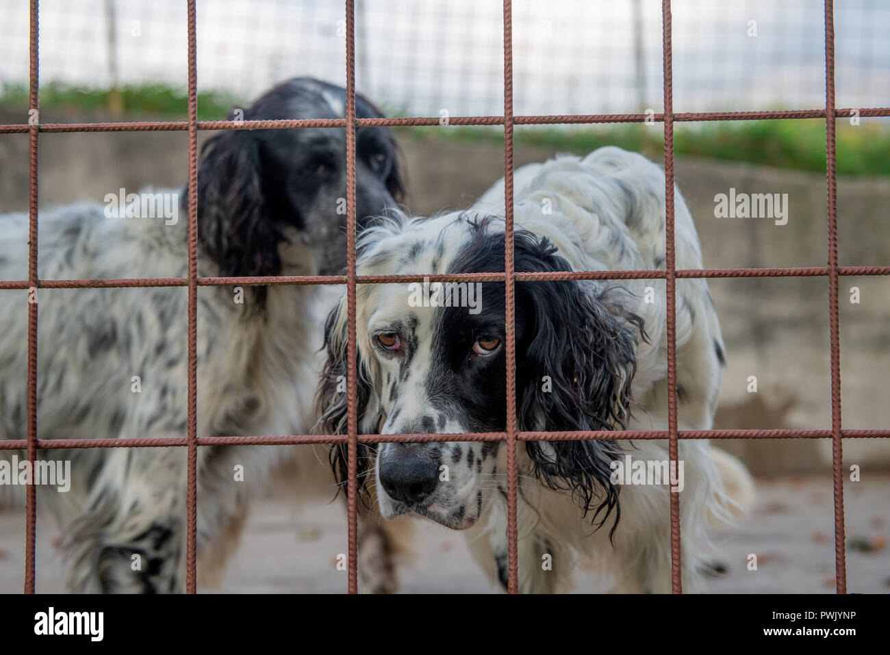 Chien de chasse dans une cage Banque D'Images