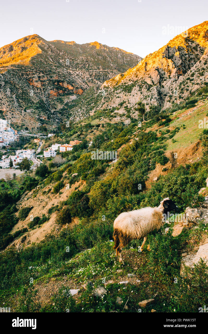 Chefchaouen, Maroc, 2018 Banque D'Images