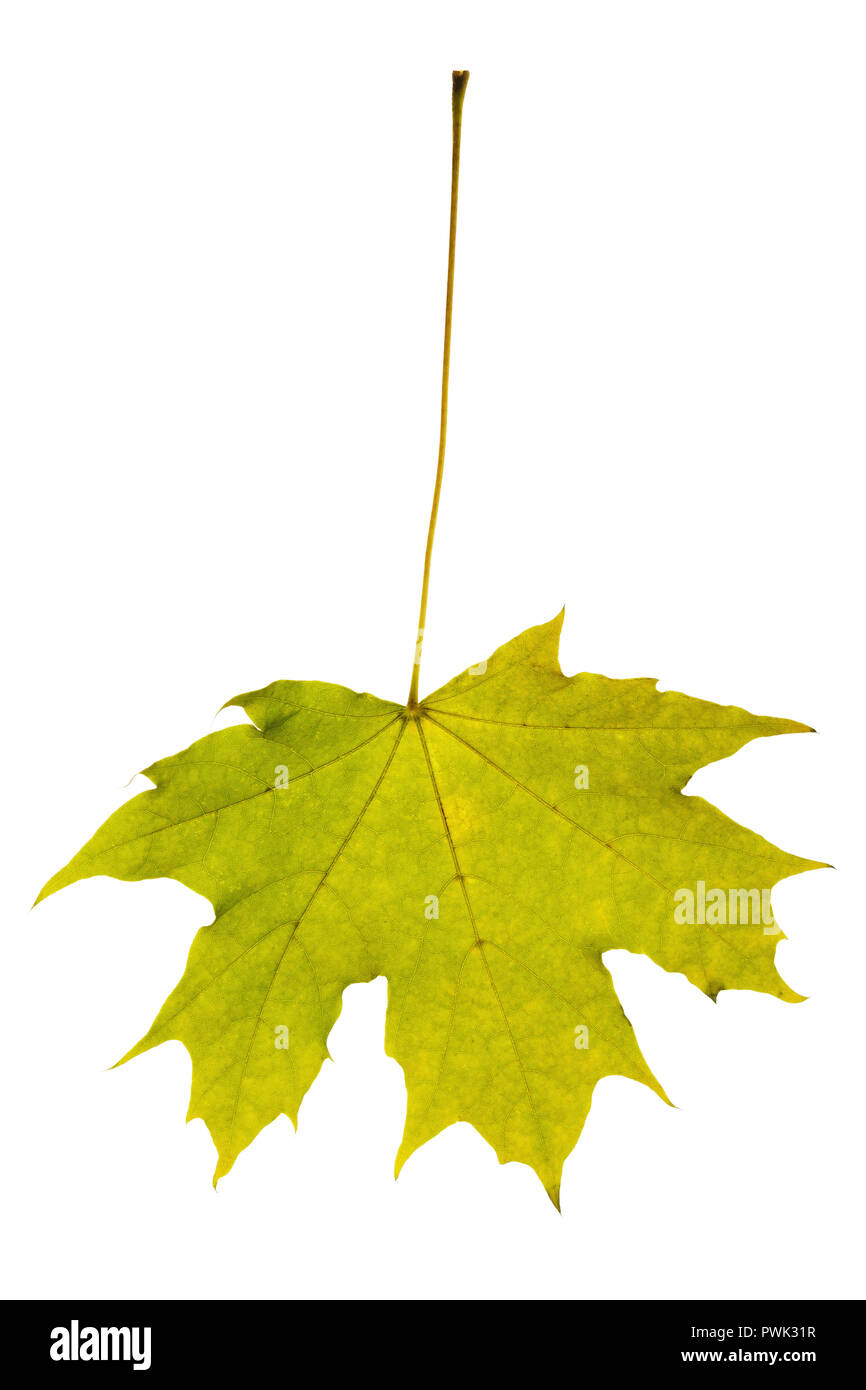 Automne érable Feuilles de couleur vert-jaune isolé sur fond blanc Banque D'Images