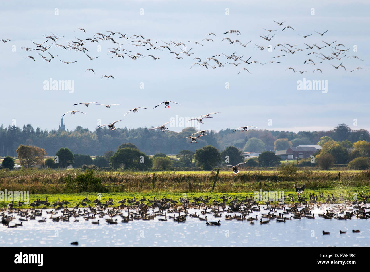 Burscough, Lancashire, UK Weather. 16/10/2018 jusqu'à 12 000 oies migrateurs pied rose retour à roost à Martin simple étant arrivé à partir de l'Islande. L'Oie à bec court est d'hiver de la UK, l'alimentation sur les terres agricoles de l'ouest du Lancashire. Plus d'oies à bec court se percher sur la réserve avec ce matin, comte de 14430 étant le plus élevé de l'automne qui tendent à crête à la mi-octobre. Cette année, il semble que de nombreux oiseaux sont encore à venir à travers. Le nombre le plus élevé à Martin simple, 45800 a eu lieu en 2014. /AlamyLiveNews MediaWorldImages ; crédit. Banque D'Images