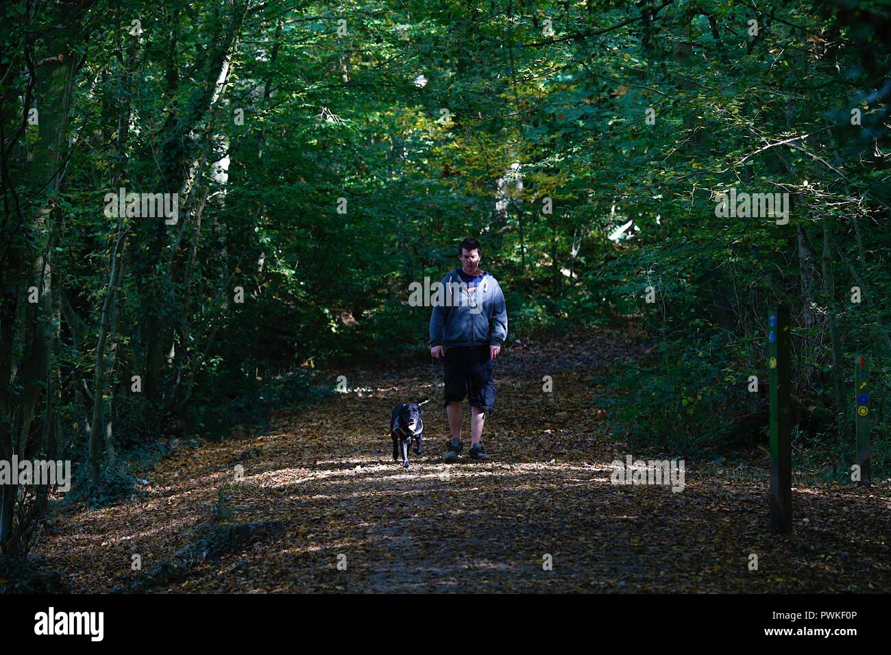 Ashford, Kent, UK. 17 Oct, 2018. Météo France : un milieu de matinée ensoleillée jour que quelques personnes faire une promenade dans la réserve naturelle nationale Hamstreet. Un homme promène son chien sur la voie entrée de la forêt. © Paul Lawrenson, 2018 Crédit photo : Paul Lawrenson/ Alamy Live News Banque D'Images