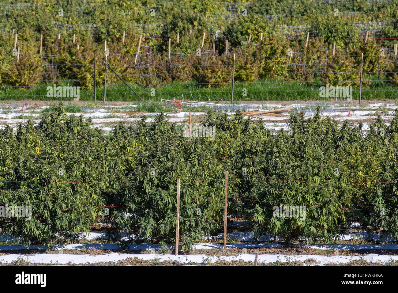 Le cannabis légal en plein air ou de marijuana au moment de la récolte à la ferme près de Pueblo, Colorado.agréés par l'état de Californie depuis 2014. Banque D'Images