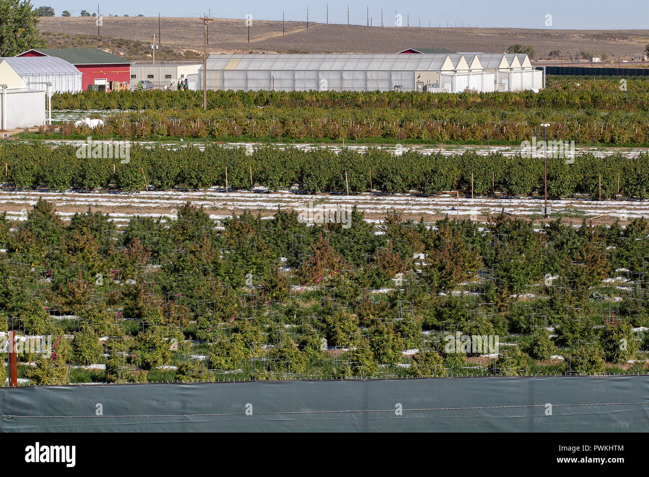 Le cannabis légal en plein air ou de marijuana au moment de la récolte à la ferme près de Pueblo, Colorado.agréés par l'état de Californie depuis 2014. Banque D'Images