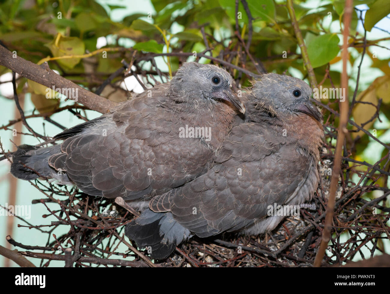 Woodpigeon Chicks, Columba palumbus, altrcial in Nest, Londres, Royaume-Uni Banque D'Images