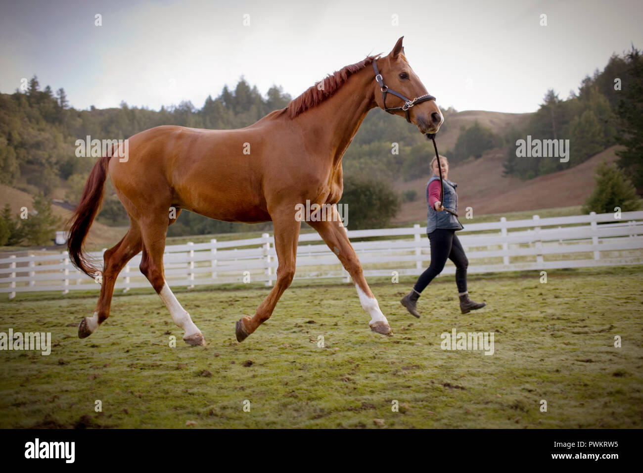 Jeune femme tournant avec son cheval brun dans un enclos. Banque D'Images