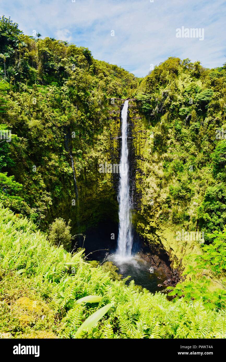 Akaka Falls 'dans 'automne Akaka State Park Hawai'i Banque D'Images