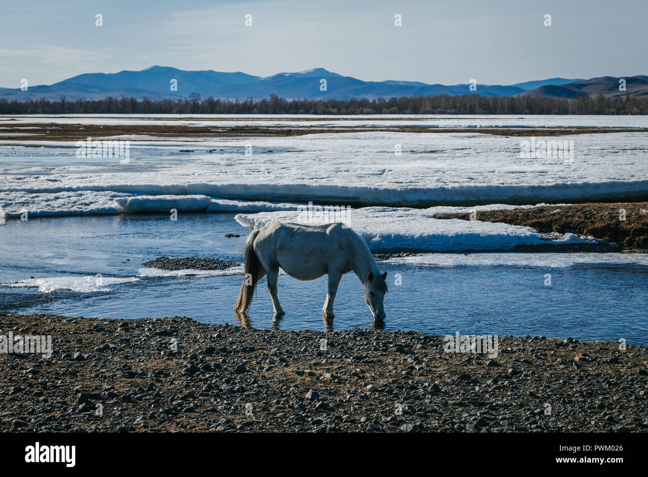 Un seul cheval blanc boit de l'eau d'une nouvelle rivière dégelée avec montagnes au loin au printemps. Mongolie, arkhangaï Banque D'Images